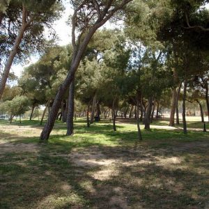 parque-del-pinar-grao-de-castellon